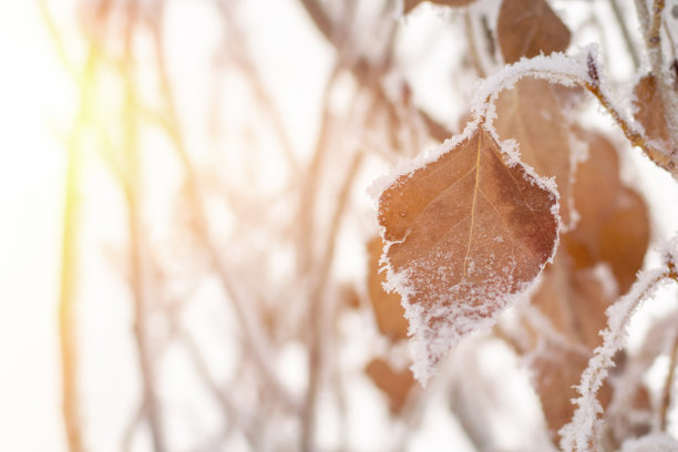 在冬天结霜的森林里，一根枯叶的树枝被白霜和白雪覆盖着。早晨阳光明媚的背景与拷贝空间。冷冻植物，气候变化，天气状况。图片下载