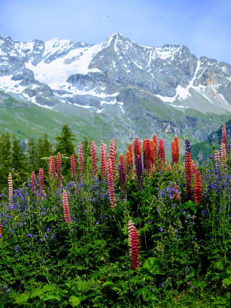 阿尔卑斯山之花图片下载