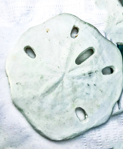 沙滩上的Sandollar图片下载