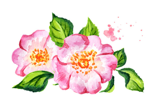 带叶的蔷薇花。手绘水彩插图，孤立的白色背景图片下载