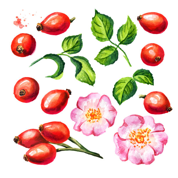 野玫瑰，果实成熟，红色蔷薇，绿叶和玫瑰花。玫瑰果。手绘水彩插图，孤立的白色背景图片下载