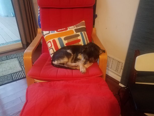 黑白相间的狗睡红椅子图片下载