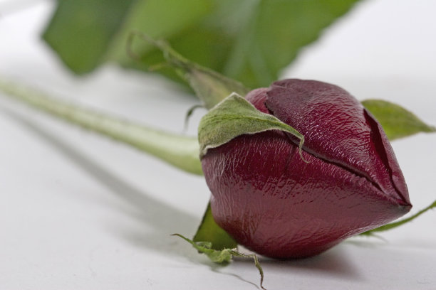 浪漫的红玫瑰花蕾，绿色花瓣孤立在白色的背景。情人节，婚礼，明信片，爱情，问候，礼物概念。水平的特写。图片下载