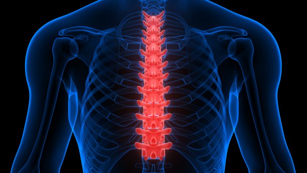 脊柱胸椎人体骨骼解剖x射线三维渲染图片下载