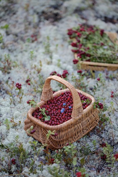 一篮越橘图片下载
