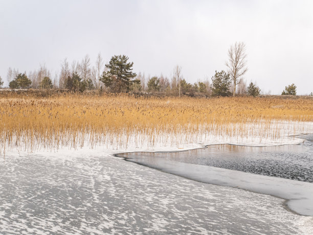 湖面结冰，芦苇枯干。图片下载