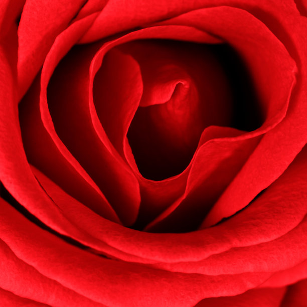 美丽的玫瑰背景为情人节图片下载