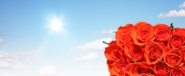 美丽的玫瑰背景为情人节图片下载