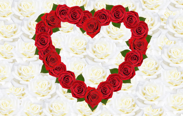 美丽的玫瑰背景为情人节图片下载