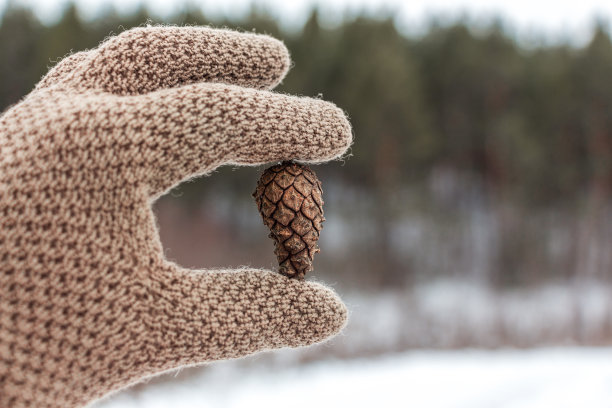 戴针织手套的手拿着松果图片下载