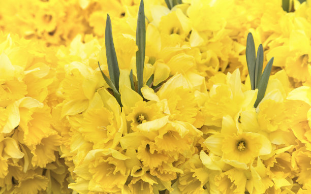 黄水仙素材图片