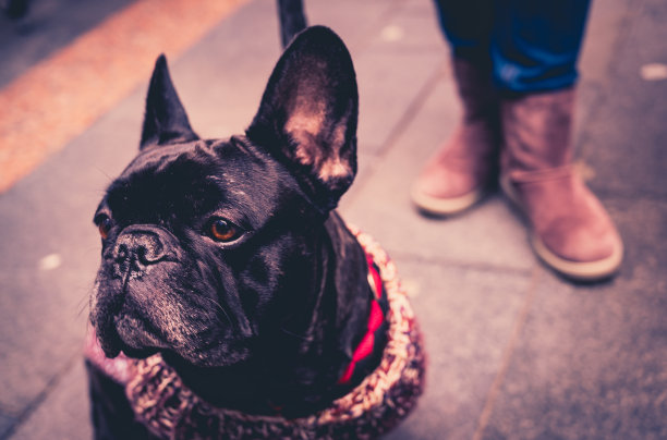 城市里一只法国斗牛犬的哑光彩色照片，后面有个女人的脚图片下载
