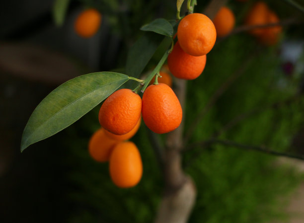 金橘树图片下载