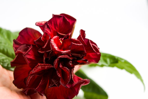 木槿开花孤立花上一白色图片下载