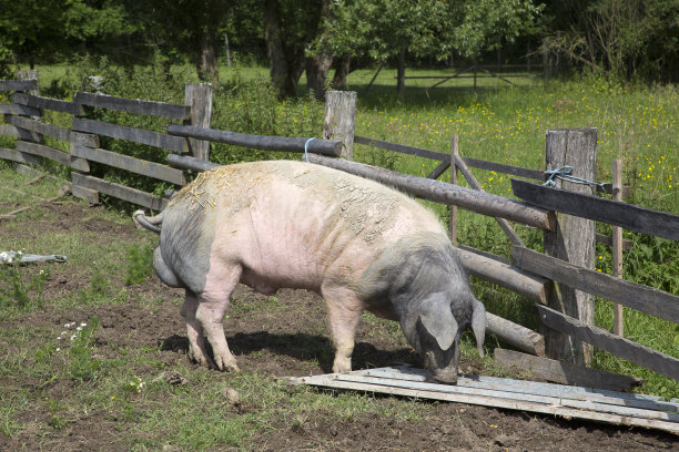 野猪在外面的篱笆旁吃东西图片下载