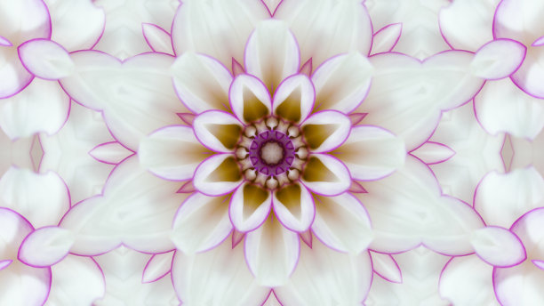 白色背景上的花曼陀罗图片下载