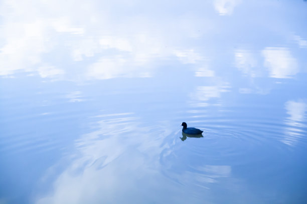 池塘和水鸟倒映在天空图片下载