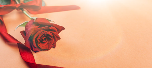 红色背景上的红色玫瑰图片下载