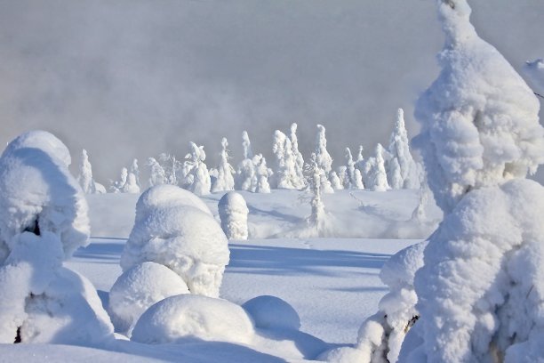 树在霜雪下图片下载