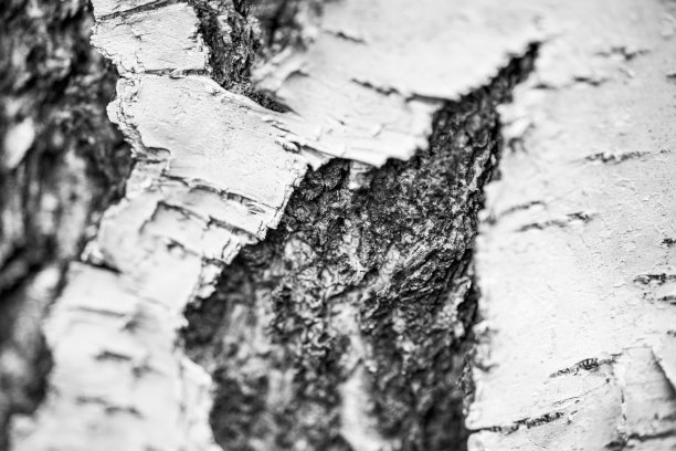 冬天的白桦树皮图片下载