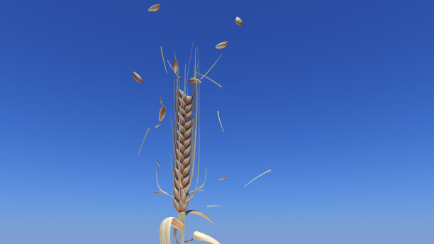 晴空上的大麦树。图片下载