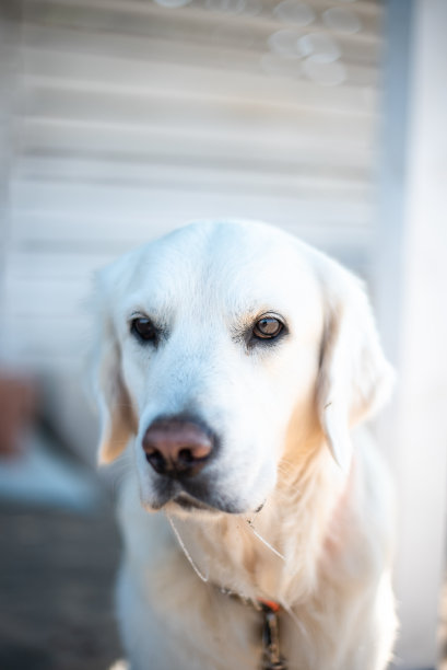 金色猎犬在夏季海滩户外白色毛茸茸可爱的家庭度假概念空间文本dof图片下载
