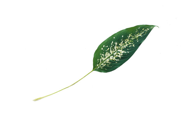 热带绿叶孤立在白色背景上，以修剪路径为设计元素，抽象绿叶纹理，自然背景图片下载