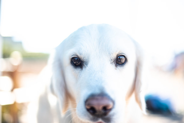 金色猎犬在夏季海滩户外白色毛茸茸可爱的家庭度假概念空间文本dof图片下载