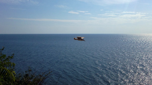 黑海上的海鸥，东克鲁沙，海利。壮观的飞行照片。海鸟在水面上翱翔。宁静多云的风景，蓝天。图片下载