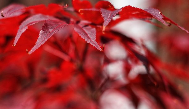 宏碁铂金图片下载