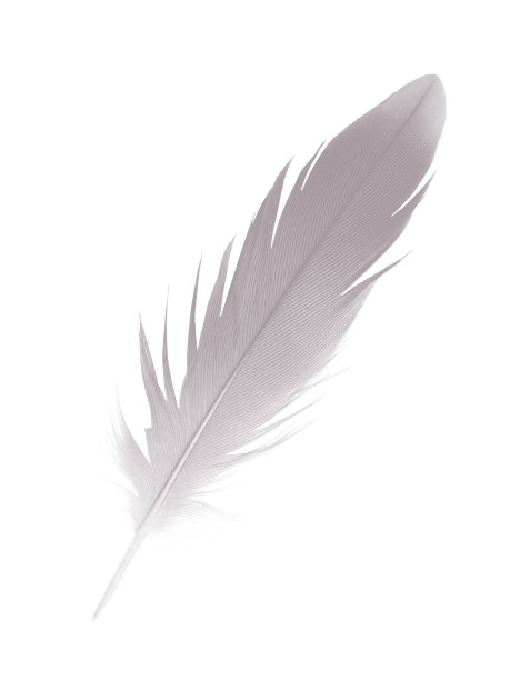 美丽的紫罗兰-淡紫色错调色调羽孤立在白色背景图片下载