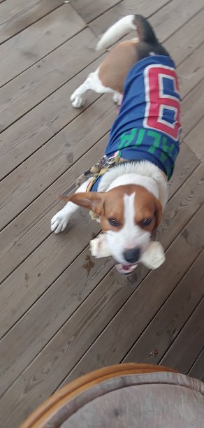 狗骨头小狗图片下载