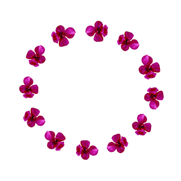 水彩圈框孤立，粉红色的花圈画在白色的背景。图片下载