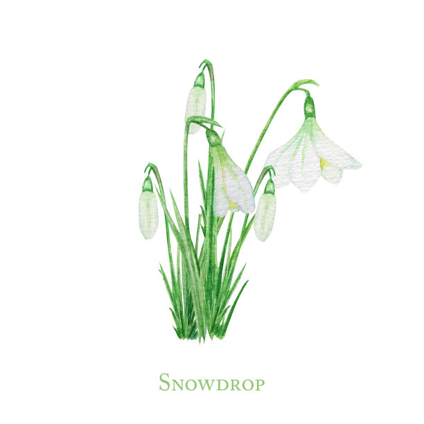 白色的雪花莲和新鲜的绿叶复活节花。娇嫩的雪花莲第一朵花束象征着春天。手绘水彩插图孤立的白色背景概念图片下载
