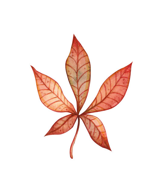 红色秋叶的水彩插图图片下载