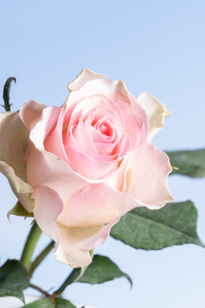 一朵美丽的粉红玫瑰，绿叶，蓝色背景图片下载