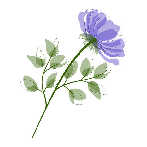 美丽的花孤立在白色的背景。图片下载