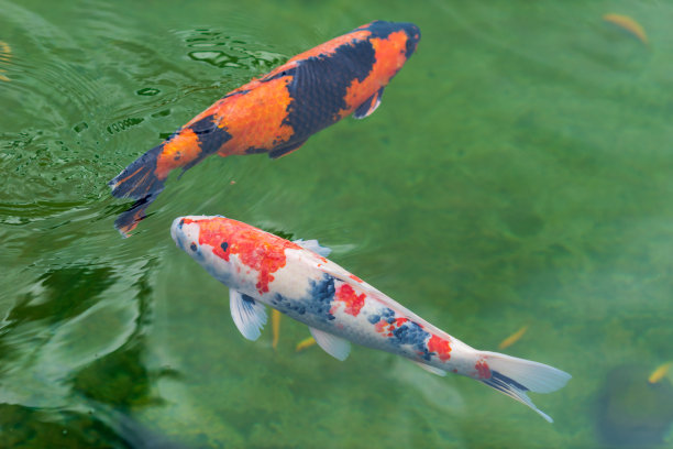 美丽多彩的锦鲤在新鲜的湖里图片下载