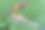 美丽多彩的锦鲤在新鲜的湖里图片下载