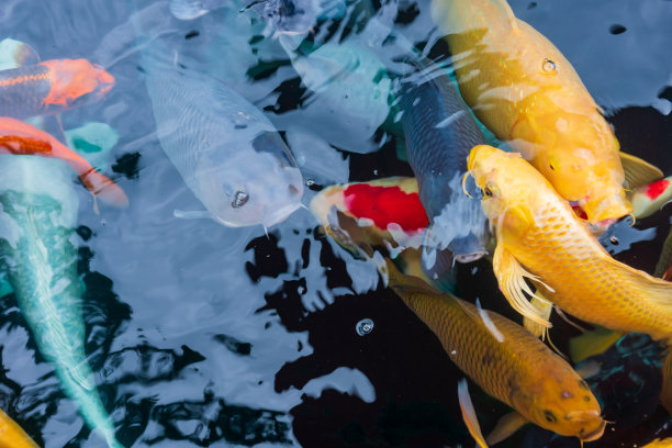美丽多彩的锦鲤在新鲜的湖里图片下载