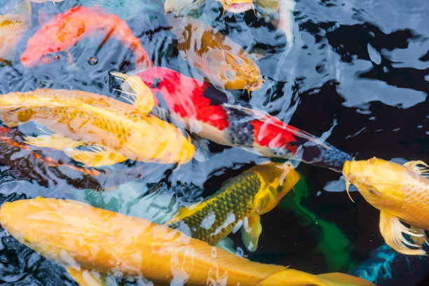 美丽多彩的锦鲤在新鲜的湖里图片下载