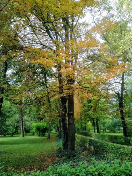 公园里的树图片下载