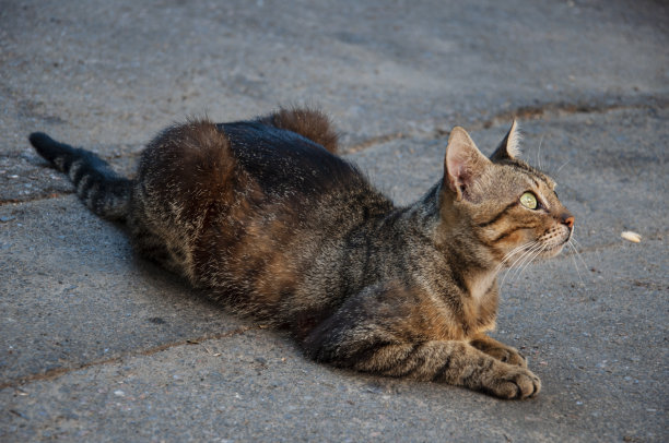 三色短毛猫正躺在柏油路上看着。绿眼睛的大家养宠物。城市街道上的动物图片下载