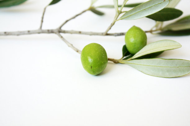 白色背景上孤立的橄榄枝和绿橄榄。图片下载