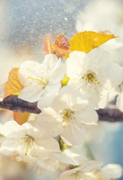春天开花的树枝。有选择性的重点。图片下载
