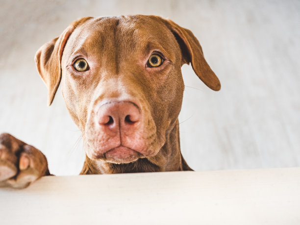 可爱，漂亮的巧克力色的小狗。特写镜头图片下载
