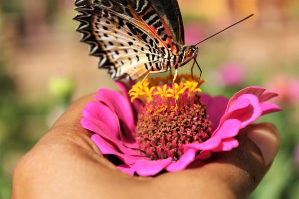 女人手持粉色鲜花蝴蝶照片图片下载