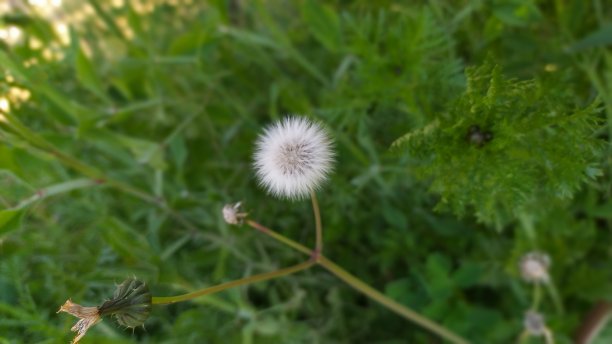 华丽的一天图片下载