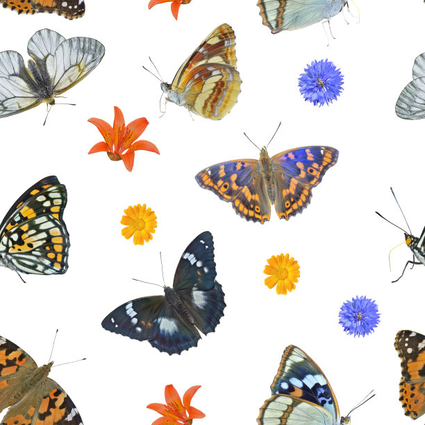 蝴蝶。无缝模式。图片下载