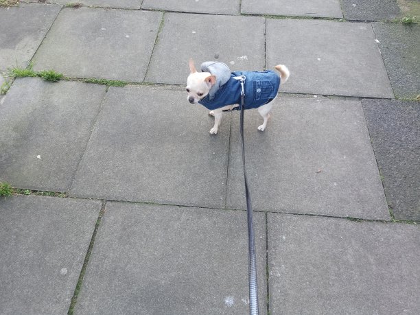 英国人行道上穿着牛仔大衣的吉娃娃图片下载